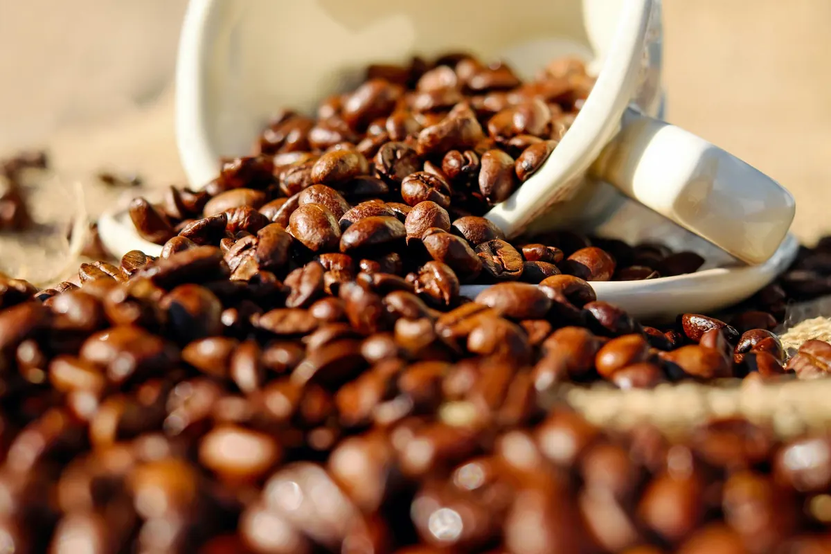 Arabica